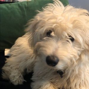 Meet your Posher, Shannon